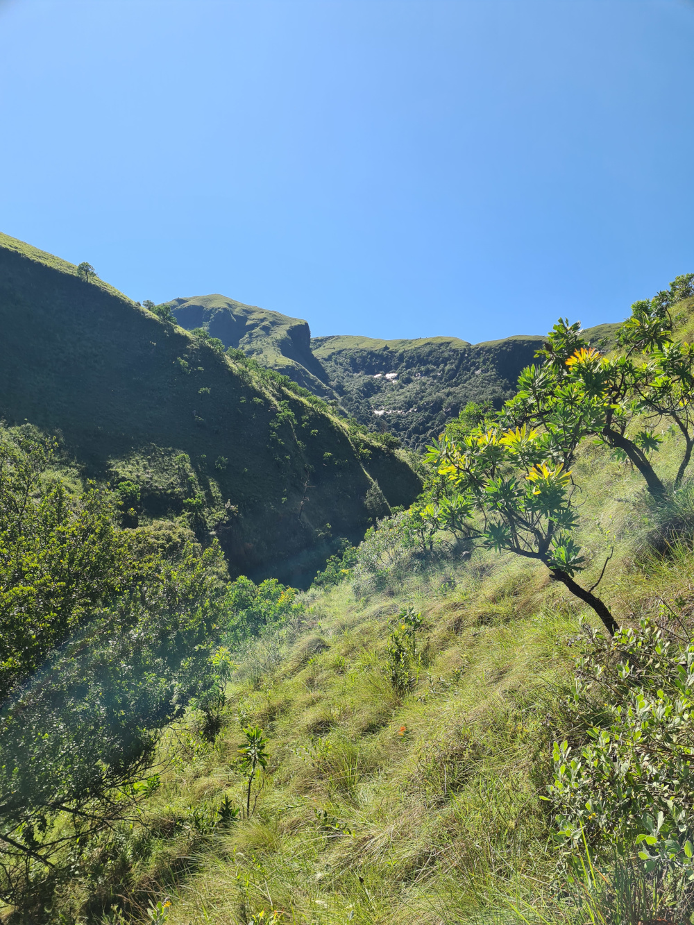 'n Protea met die Drakensberg in die agtergrond